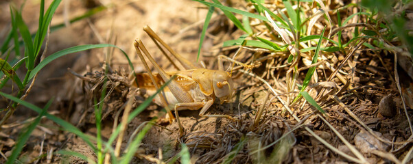 Locust close-up on plants. Locust invasion of agricultural fields. Exotic food of Asia.