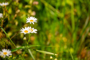 Pharmaceutical chamomile flowers growing in nature. Medicinal plant