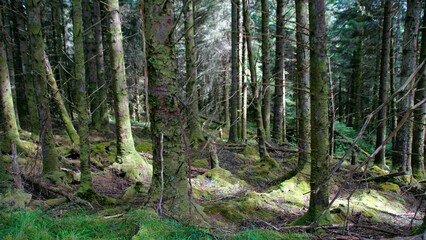 Fototapeta premium Ballycroy-Nationalpark, Wild Nephin National Park