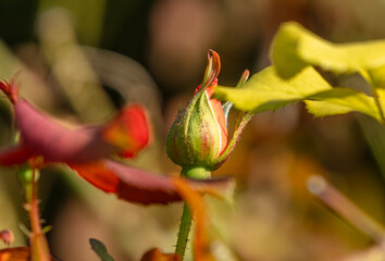 Fleur bourgeon Rose de damas