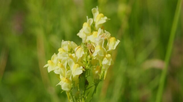 Linaria Vulgaris Or Yellow Toadflax Blooming In Grassland. Field Or Meadow. Close Up.