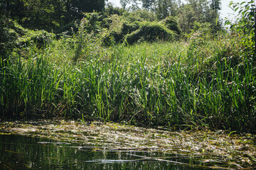 River grass texture. Reeds background. Plant in water. River amidst lush vegetation. Flowing water texture. Green water grass pattern. Flowing water wild nature.