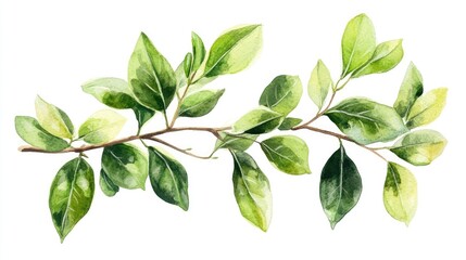Fototapeta premium Watercolor botanical clipart showcasing lush green leaves on branch, white background