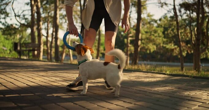 The owner of a white dog plays with a Jack Russell Terrier using a hoop during a walk on an alley in the park in the summer