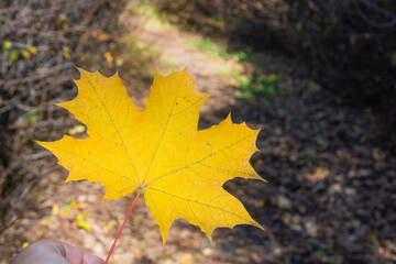 Yellow maple leaf on autumn park background. Autumn concept