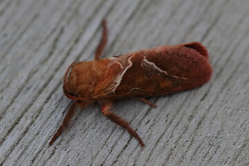 moth