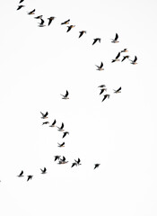 Flock of flying birds on white background isolated. Large flock of wild birds.