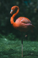 A pink flamingo stands on one leg in a grassy field.
