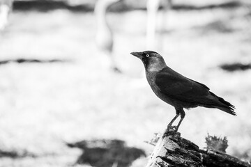 A black crow perched on a branch in a monochromatic image.