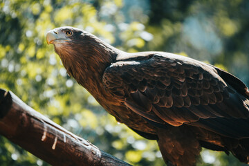 A close-up of a brown eagle perched on a branch, with green foliage blurred in the background.