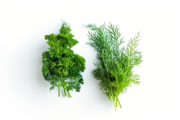 Fototapeta premium A fresh Dill and Dill Power isolated on white