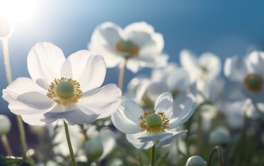Delicate White Flowers in Soft Sunlight