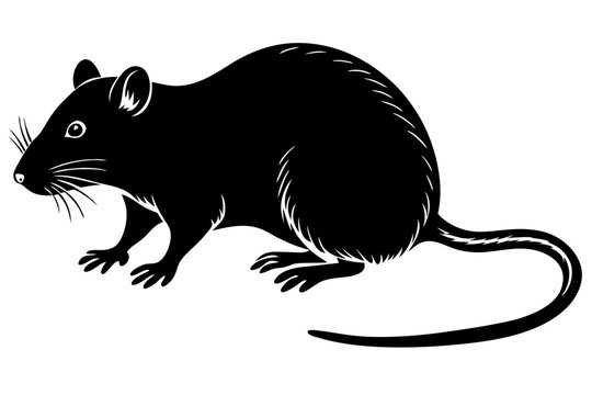 recommend clip art: rat silhouette vector, rat illustration white  background
