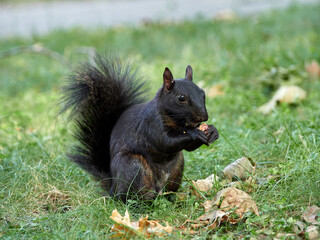 Grey Squirrel in a park. Sciurus carolinensis