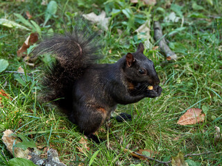 Grey Squirrel in a park. Sciurus carolinensis