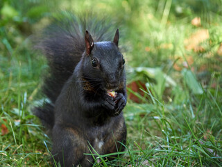 Grey Squirrel in a park. Sciurus carolinensis