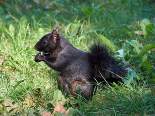 Grey Squirrel in a park. Sciurus carolinensis