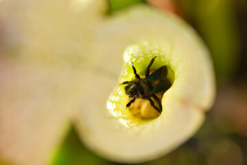 Pitcher carnivorous plant capturing wasp insects