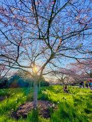 View of a botanic garden before sunset in Auckland, New Zealand.
