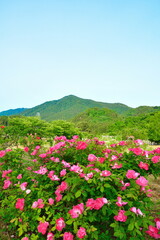 お杉バラ園（新潟県）