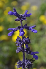 Salvia officinalis (Lavandula officinalis)