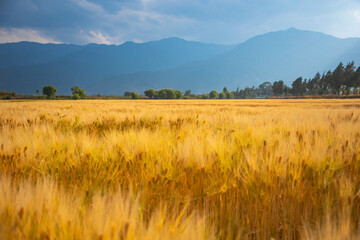 Dali City, Yunnan Province-Golden wheat fields and blue sky