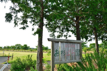 お杉バラ園（新潟県）