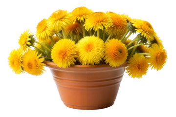 Yellow Dandelion Bouquet in a Pot