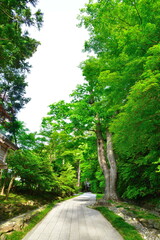 弥彦神社　参道（新潟県）