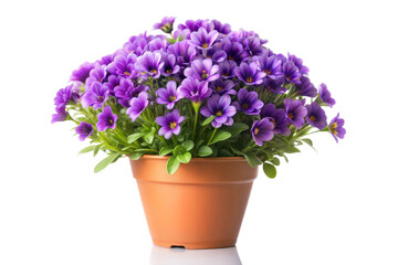 Fototapeta premium Purple Flower Bouquet in Pot, No Background