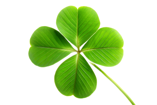 Close-up of a Single Clover Leaf
