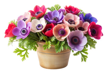 Obraz premium Beautiful Bouquet of Anemone Flowers in a Pot