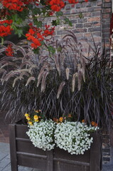 Pennisetum setaceum 'Rubrum' Beautiful Seedling in Pot Ornamental Grasses