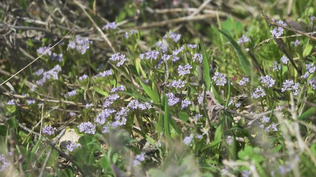 Dwarf plants as affect of environmental factor - constant strong winds, high summer temperature, aridity (phenotype sensitivity, jasmonates). Ziziphora (Ziziphora) reach 4-5 cm near Azov sea