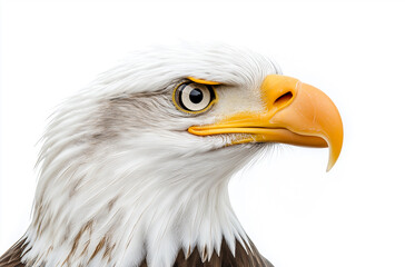 portrait of a eagle