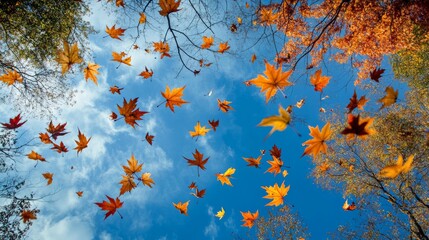 Colorful maple leaves falling from a tree, with nothing around them.