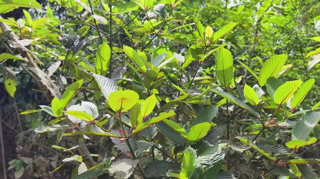 kratom leaves in tropical nature borneo