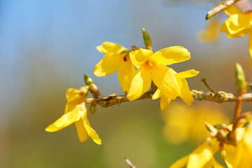 Flowers, nature and forsythia in season as plants in bright, colorful or display in field or...
