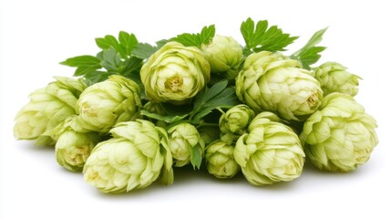 Fresh green hops with leaves on white background