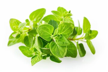 Obraz premium A fresh Marjoram and Marjoram Power isolated on white