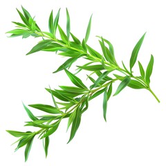 Fototapeta premium A sprig of tarragon, herb element, photorealistic, green, isolated on white background