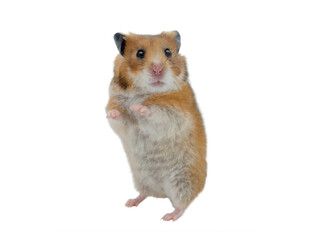 Syrian hamster isolated on white background