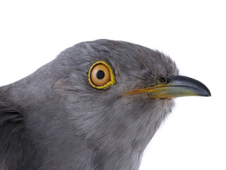 Obraz premium Portrait of surprised cuckoo isolated on white background