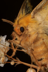 Moth, Close up of a moth. Night butterfly 