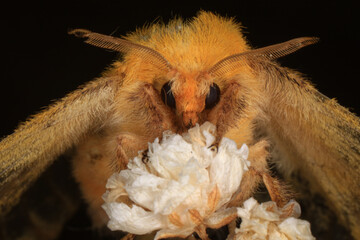 Moth, Close up of a moth. Night butterfly 