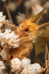 Moth, Close up of a moth. Night butterfly 