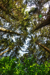 la grandeur des arbres 