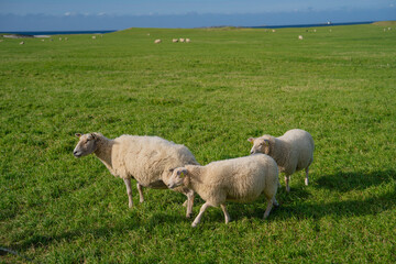 Three sheep grazing peacefully on a lush green field near the coastline. This idyllic scene is perfect for themes related to agriculture, countryside living, animal husbandry.