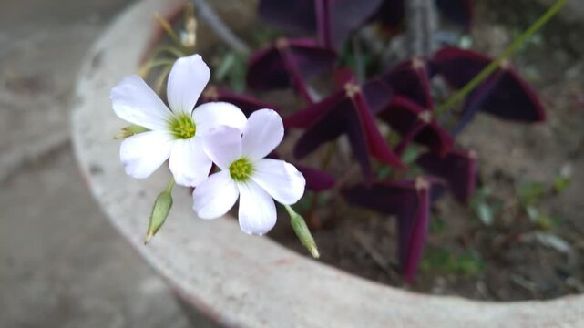 Natural background : Pink flowers and purple leaves of purple oxalis,Select focus only on the point, the beauty of oxalis purple flowers.Scientific name of the flower Oxalis triangularis