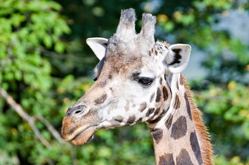 Giraffa camelopardalis rothschildi aka Rothschild's Giraffe. Funny close-up head portrait.